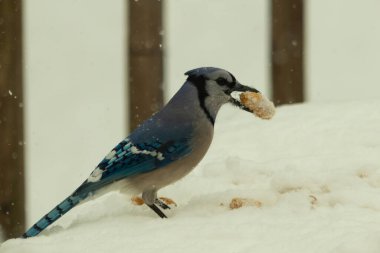 Mavi alakarga kuşunun fıstık almaya geldiği çok güzel bir sahne. Corvid 'in parlak mavi renkleri etraftaki güzel beyaz karların arasında duruyor..
