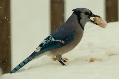 Mavi alakarga kuşunun fıstık almaya geldiği çok güzel bir sahne. Corvid 'in parlak mavi renkleri etraftaki güzel beyaz karların arasında duruyor..