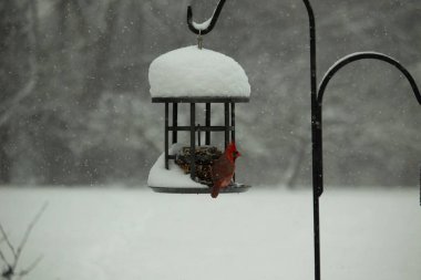 Bu güzel kırmızı kardinal kuş yemi pastacıya geldi. Bu kuşun parlak rengi etraftaki tüm beyaz pofuduk karlardan göze çarpıyor. Kış mevsiminin ortasındaydık..