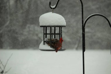 Bu güzel kırmızı kardinal kuş yemi pastacıya geldi. Bu kuşun parlak rengi etraftaki tüm beyaz pofuduk karlardan göze çarpıyor. Kış mevsiminin ortasındaydık..