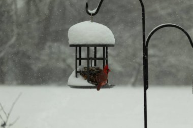 Bu güzel kırmızı kardinal kuş yemi pastacıya geldi. Bu kuşun parlak rengi etraftaki tüm beyaz pofuduk karlardan göze çarpıyor. Kış mevsiminin ortasındaydık..