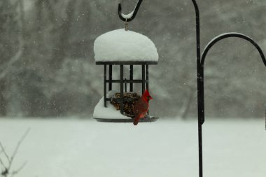 Bu güzel kırmızı kardinal kuş yemi pastacıya geldi. Bu kuşun parlak rengi etraftaki tüm beyaz pofuduk karlardan göze çarpıyor. Kış mevsiminin ortasındaydık..