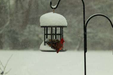 Bu güzel kırmızı kardinal kuş yemi pastacıya geldi. Bu kuşun parlak rengi etraftaki tüm beyaz pofuduk karlardan göze çarpıyor. Kış mevsiminin ortasındaydık..