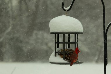 Bu güzel kırmızı kardinal kuş yemi pastacıya geldi. Bu kuşun parlak rengi etraftaki tüm beyaz pofuduk karlardan göze çarpıyor. Kış mevsiminin ortasındaydık..