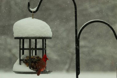 Bu güzel kırmızı kardinal kuş yemi pastacıya geldi. Bu kuşun parlak rengi etraftaki tüm beyaz pofuduk karlardan göze çarpıyor. Kış mevsiminin ortasındaydık..