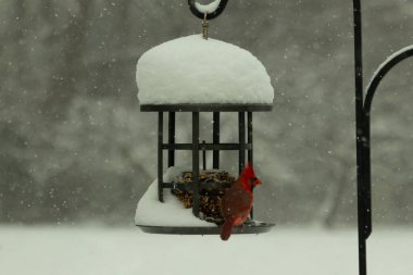 Bu güzel kırmızı kardinal kuş yemi pastacıya geldi. Bu kuşun parlak rengi etraftaki tüm beyaz pofuduk karlardan göze çarpıyor. Kış mevsiminin ortasındaydık..