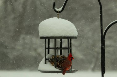 Bu güzel kırmızı kardinal kuş yemi pastacıya geldi. Bu kuşun parlak rengi etraftaki tüm beyaz pofuduk karlardan göze çarpıyor. Kış mevsiminin ortasındaydık..