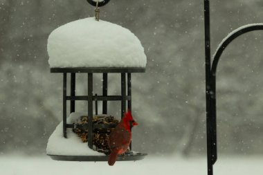 Bu güzel kırmızı kardinal kuş yemi pastacıya geldi. Bu kuşun parlak rengi etraftaki tüm beyaz pofuduk karlardan göze çarpıyor. Kış mevsiminin ortasındaydık..