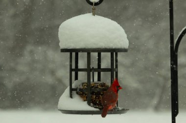 Bu güzel kırmızı kardinal kuş yemi pastacıya geldi. Bu kuşun parlak rengi etraftaki tüm beyaz pofuduk karlardan göze çarpıyor. Kış mevsiminin ortasındaydık..
