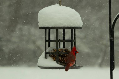 Bu güzel kırmızı kardinal kuş yemi pastacıya geldi. Bu kuşun parlak rengi etraftaki tüm beyaz pofuduk karlardan göze çarpıyor. Kış mevsiminin ortasındaydık..