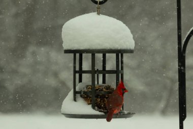 Bu güzel kırmızı kardinal kuş yemi pastacıya geldi. Bu kuşun parlak rengi etraftaki tüm beyaz pofuduk karlardan göze çarpıyor. Kış mevsiminin ortasındaydık..