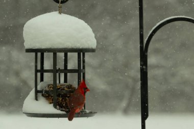 Bu güzel kırmızı kardinal kuş yemi pastacıya geldi. Bu kuşun parlak rengi etraftaki tüm beyaz pofuduk karlardan göze çarpıyor. Kış mevsiminin ortasındaydık..