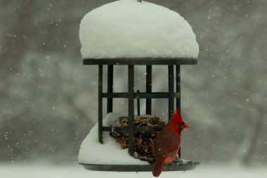 Bu güzel kırmızı kardinal kuş yemi pastacıya geldi. Bu kuşun parlak rengi etraftaki tüm beyaz pofuduk karlardan göze çarpıyor. Kış mevsiminin ortasındaydık..