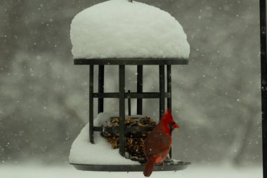 Bu güzel kırmızı kardinal kuş yemi pastacıya geldi. Bu kuşun parlak rengi etraftaki tüm beyaz pofuduk karlardan göze çarpıyor. Kış mevsiminin ortasındaydık..