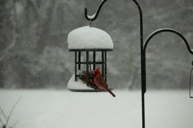 Bu güzel kırmızı kardinal kuş yemi pastacıya geldi. Bu kuşun parlak rengi etraftaki tüm beyaz pofuduk karlardan göze çarpıyor. Kış mevsiminin ortasındaydık..