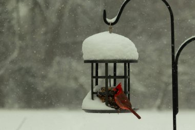 Bu güzel kırmızı kardinal kuş yemi pastacıya geldi. Bu kuşun parlak rengi etraftaki tüm beyaz pofuduk karlardan göze çarpıyor. Kış mevsiminin ortasındaydık..