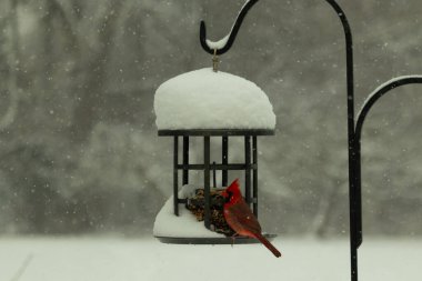 Bu güzel kırmızı kardinal kuş yemi pastacıya geldi. Bu kuşun parlak rengi etraftaki tüm beyaz pofuduk karlardan göze çarpıyor. Kış mevsiminin ortasındaydık..