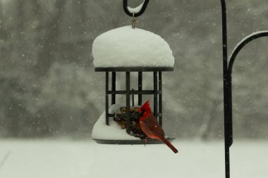 Bu güzel kırmızı kardinal kuş yemi pastacıya geldi. Bu kuşun parlak rengi etraftaki tüm beyaz pofuduk karlardan göze çarpıyor. Kış mevsiminin ortasındaydık..