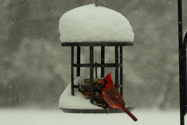 Bu güzel kırmızı kardinal kuş yemi pastacıya geldi. Bu kuşun parlak rengi etraftaki tüm beyaz pofuduk karlardan göze çarpıyor. Kış mevsiminin ortasındaydık..