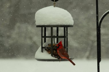 Bu güzel kırmızı kardinal kuş yemi pastacıya geldi. Bu kuşun parlak rengi etraftaki tüm beyaz pofuduk karlardan göze çarpıyor. Kış mevsiminin ortasındaydık..