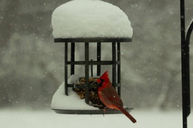 Bu güzel kırmızı kardinal kuş yemi pastacıya geldi. Bu kuşun parlak rengi etraftaki tüm beyaz pofuduk karlardan göze çarpıyor. Kış mevsiminin ortasındaydık..