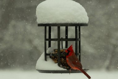 Bu güzel kırmızı kardinal kuş yemi pastacıya geldi. Bu kuşun parlak rengi etraftaki tüm beyaz pofuduk karlardan göze çarpıyor. Kış mevsiminin ortasındaydık..