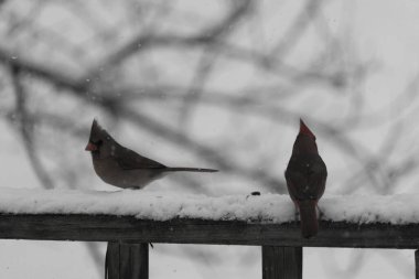 Bu iki güzel kardinal korkuluklara tünemiş. Bu bir oğlan ve bir kız kuş yemi almaya geliyorlar. Korkulukların her tarafında kar var ve bu güzel kuşlar yiyecek arıyorlar..