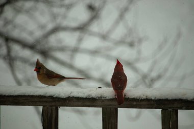 Bu iki güzel kardinal korkuluklara tünemiş. Bu bir oğlan ve bir kız kuş yemi almaya geliyorlar. Korkulukların her tarafında kar var ve bu güzel kuşlar yiyecek arıyorlar..
