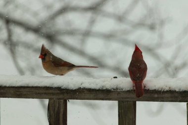 Bu iki güzel kardinal korkuluklara tünemiş. Bu bir oğlan ve bir kız kuş yemi almaya geliyorlar. Korkulukların her tarafında kar var ve bu güzel kuşlar yiyecek arıyorlar..
