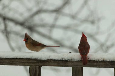 Bu iki güzel kardinal korkuluklara tünemiş. Bu bir oğlan ve bir kız kuş yemi almaya geliyorlar. Korkulukların her tarafında kar var ve bu güzel kuşlar yiyecek arıyorlar..