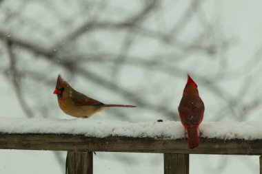 Bu iki güzel kardinal korkuluklara tünemiş. Bu bir oğlan ve bir kız kuş yemi almaya geliyorlar. Korkulukların her tarafında kar var ve bu güzel kuşlar yiyecek arıyorlar..