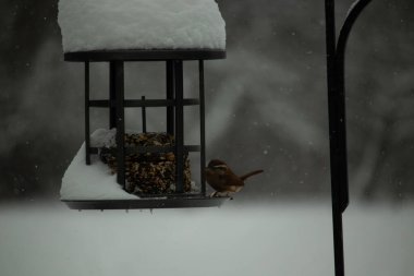 Bu tatlı Carolina çalısı kuş yemi için çıktı. Küçük kuş bu besleyicinin metal kafesinde oturuyor. Kek tohumlarının hemen yanında. Küçük kuşlar kahverengi tüyleriyle çok tatlılar..