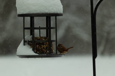 Bu tatlı Carolina çalısı kuş yemi için çıktı. Küçük kuş bu besleyicinin metal kafesinde oturuyor. Kek tohumlarının hemen yanında. Küçük kuşlar kahverengi tüyleriyle çok tatlılar..