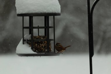 Bu tatlı Carolina çalısı kuş yemi için çıktı. Küçük kuş bu besleyicinin metal kafesinde oturuyor. Kek tohumlarının hemen yanında. Küçük kuşlar kahverengi tüyleriyle çok tatlılar..
