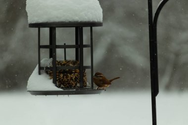 Bu tatlı Carolina çalısı kuş yemi için çıktı. Küçük kuş bu besleyicinin metal kafesinde oturuyor. Kek tohumlarının hemen yanında. Küçük kuşlar kahverengi tüyleriyle çok tatlılar..