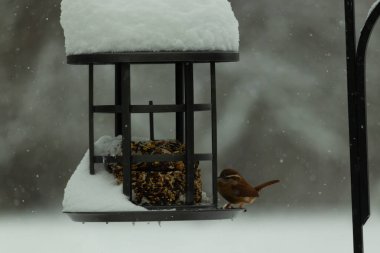 Bu tatlı Carolina çalısı kuş yemi için çıktı. Küçük kuş bu besleyicinin metal kafesinde oturuyor. Kek tohumlarının hemen yanında. Küçük kuşlar kahverengi tüyleriyle çok tatlılar..