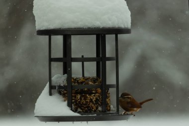 Bu tatlı Carolina çalısı kuş yemi için çıktı. Küçük kuş bu besleyicinin metal kafesinde oturuyor. Kek tohumlarının hemen yanında. Küçük kuşlar kahverengi tüyleriyle çok tatlılar..