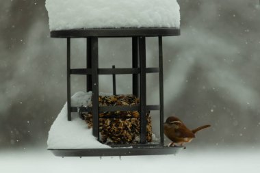 Bu tatlı Carolina çalısı kuş yemi için çıktı. Küçük kuş bu besleyicinin metal kafesinde oturuyor. Kek tohumlarının hemen yanında. Küçük kuşlar kahverengi tüyleriyle çok tatlılar..