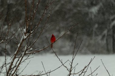 Bu güzel kırmızı kardinal bir şeftali ağacının dallarına tünemişti. Kış mevsimi nedeniyle dallarda yaprak yoktu. Kar her şeye sarılıyordu. Burayı beyaz bir harikalar diyarı yapıyordu..