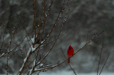 Bu güzel kırmızı kardinal bir şeftali ağacının dallarına tünemişti. Kış mevsimi nedeniyle dallarda yaprak yoktu. Kar her şeye sarılıyordu. Burayı beyaz bir harikalar diyarı yapıyordu..