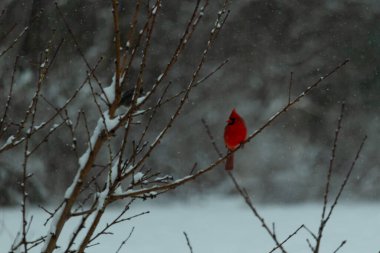 Bu güzel kırmızı kardinal bir şeftali ağacının dallarına tünemişti. Kış mevsimi nedeniyle dallarda yaprak yoktu. Kar her şeye sarılıyordu. Burayı beyaz bir harikalar diyarı yapıyordu..