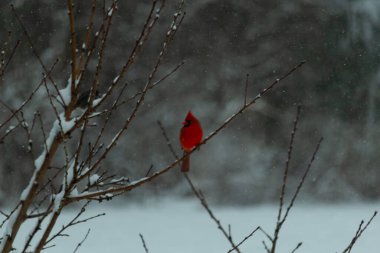 Bu güzel kırmızı kardinal bir şeftali ağacının dallarına tünemişti. Kış mevsimi nedeniyle dallarda yaprak yoktu. Kar her şeye sarılıyordu. Burayı beyaz bir harikalar diyarı yapıyordu..