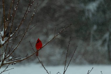 Bu güzel kırmızı kardinal bir şeftali ağacının dallarına tünemişti. Kış mevsimi nedeniyle dallarda yaprak yoktu. Kar her şeye sarılıyordu. Burayı beyaz bir harikalar diyarı yapıyordu..