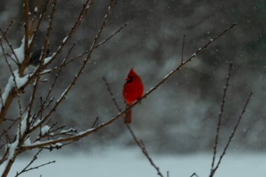 Bu güzel kırmızı kardinal bir şeftali ağacının dallarına tünemişti. Kış mevsimi nedeniyle dallarda yaprak yoktu. Kar her şeye sarılıyordu. Burayı beyaz bir harikalar diyarı yapıyordu..