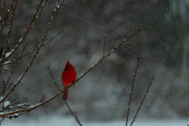 Bu güzel kırmızı kardinal bir şeftali ağacının dallarına tünemişti. Kış mevsimi nedeniyle dallarda yaprak yoktu. Kar her şeye sarılıyordu. Burayı beyaz bir harikalar diyarı yapıyordu..