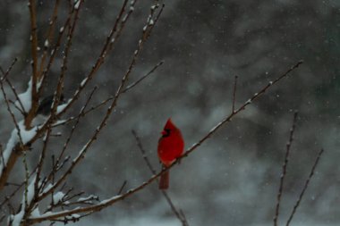 Bu güzel kırmızı kardinal bir şeftali ağacının dallarına tünemişti. Kış mevsimi nedeniyle dallarda yaprak yoktu. Kar her şeye sarılıyordu. Burayı beyaz bir harikalar diyarı yapıyordu..
