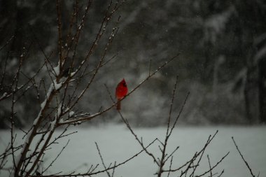 Bu güzel kırmızı kardinal bir şeftali ağacının dallarına tünemişti. Kış mevsimi nedeniyle dallarda yaprak yoktu. Kar her şeye sarılıyordu. Burayı beyaz bir harikalar diyarı yapıyordu..