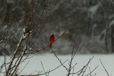 Bu güzel kırmızı kardinal bir şeftali ağacının dallarına tünemişti. Kış mevsimi nedeniyle dallarda yaprak yoktu. Kar her şeye sarılıyordu. Burayı beyaz bir harikalar diyarı yapıyordu..