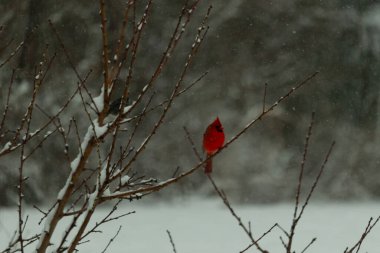 Bu güzel kırmızı kardinal bir şeftali ağacının dallarına tünemişti. Kış mevsimi nedeniyle dallarda yaprak yoktu. Kar her şeye sarılıyordu. Burayı beyaz bir harikalar diyarı yapıyordu..