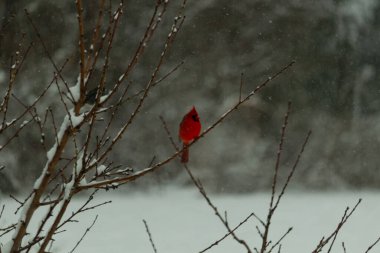 Bu güzel kırmızı kardinal bir şeftali ağacının dallarına tünemişti. Kış mevsimi nedeniyle dallarda yaprak yoktu. Kar her şeye sarılıyordu. Burayı beyaz bir harikalar diyarı yapıyordu..